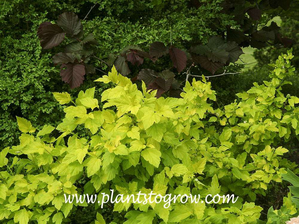 Darts Gold Ninebark (Physocarpus opulifolius) Plants To Grow Plants